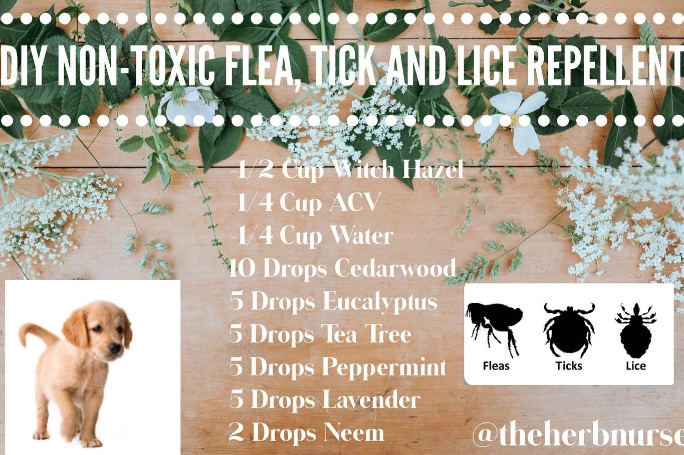 Image showcasing DIY Non-Toxic Flea, Tick and Lice prevention